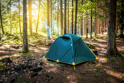 Forest Camps